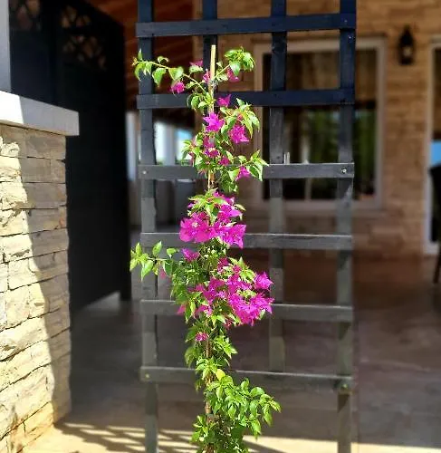 Ancora 사부드리자